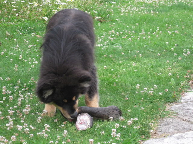 Finsk lapphund Marita