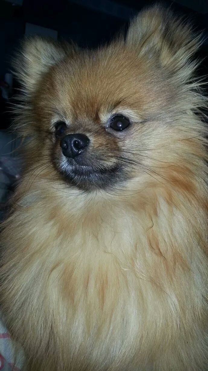 Pomeranian Marie