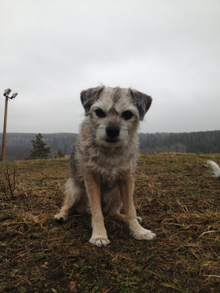 Borderterrier Lena