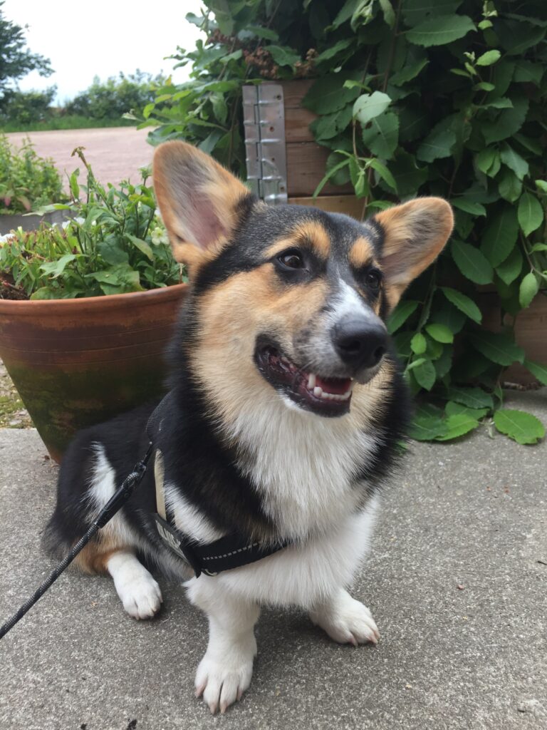 Welsh corgi pembroke Josefin