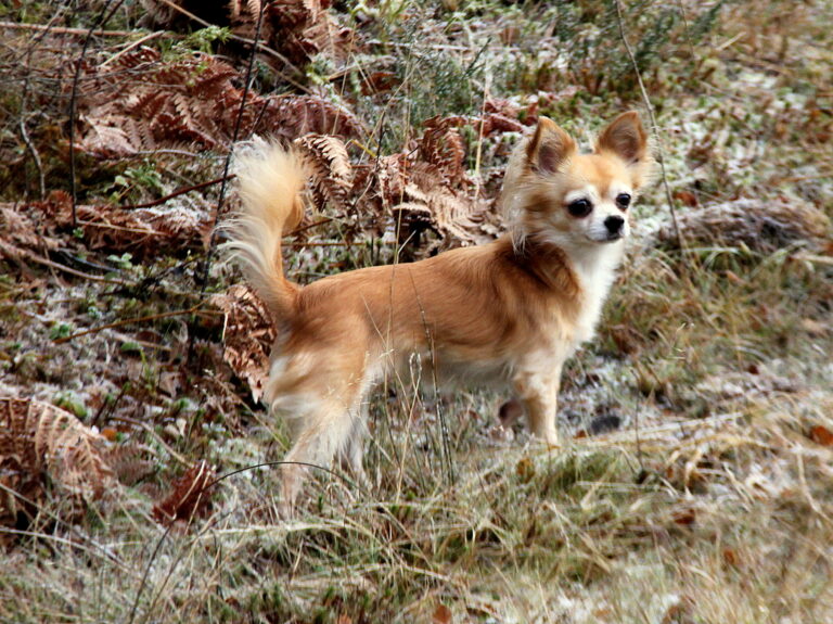 Shetland sheepdog Cathrine