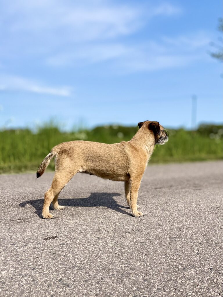 Borderterrier Kida