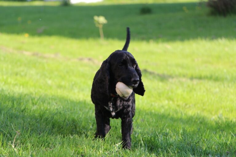 Cocker spaniel Jonas