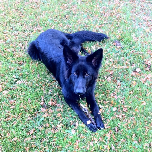 Tysk schäferhund Mimmi