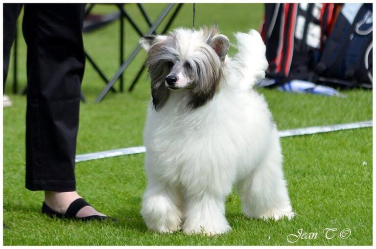 Chinese crested dog tina