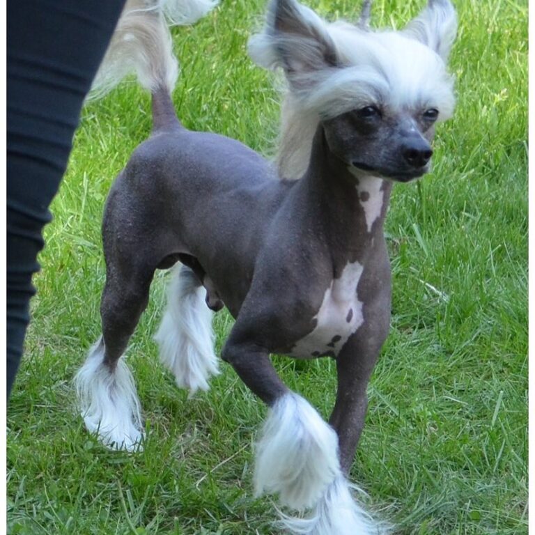 Chinese crested dog Emma