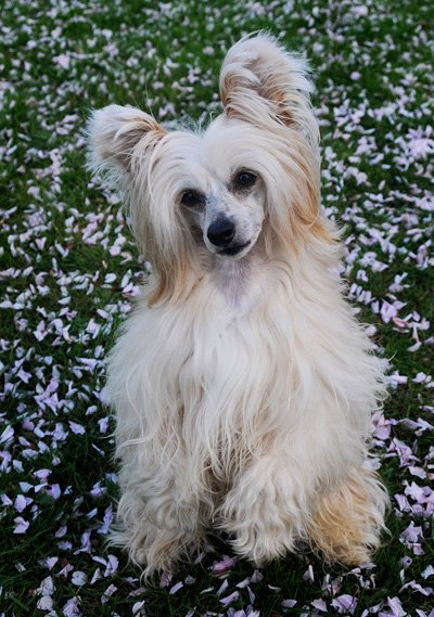 Chinese crested dog Laxis berättelse