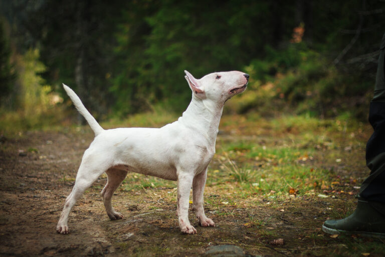 Miniatyrbullterrier Kia