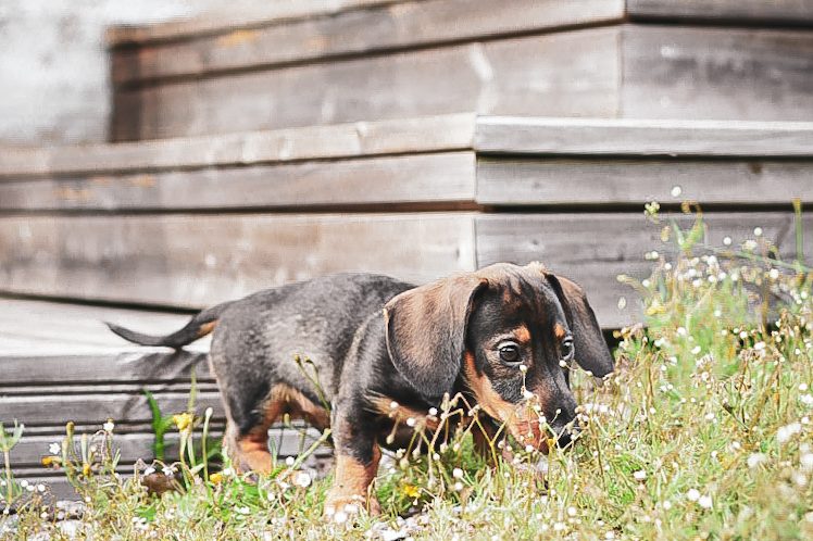 Så undviker du att din hund blir kräsen