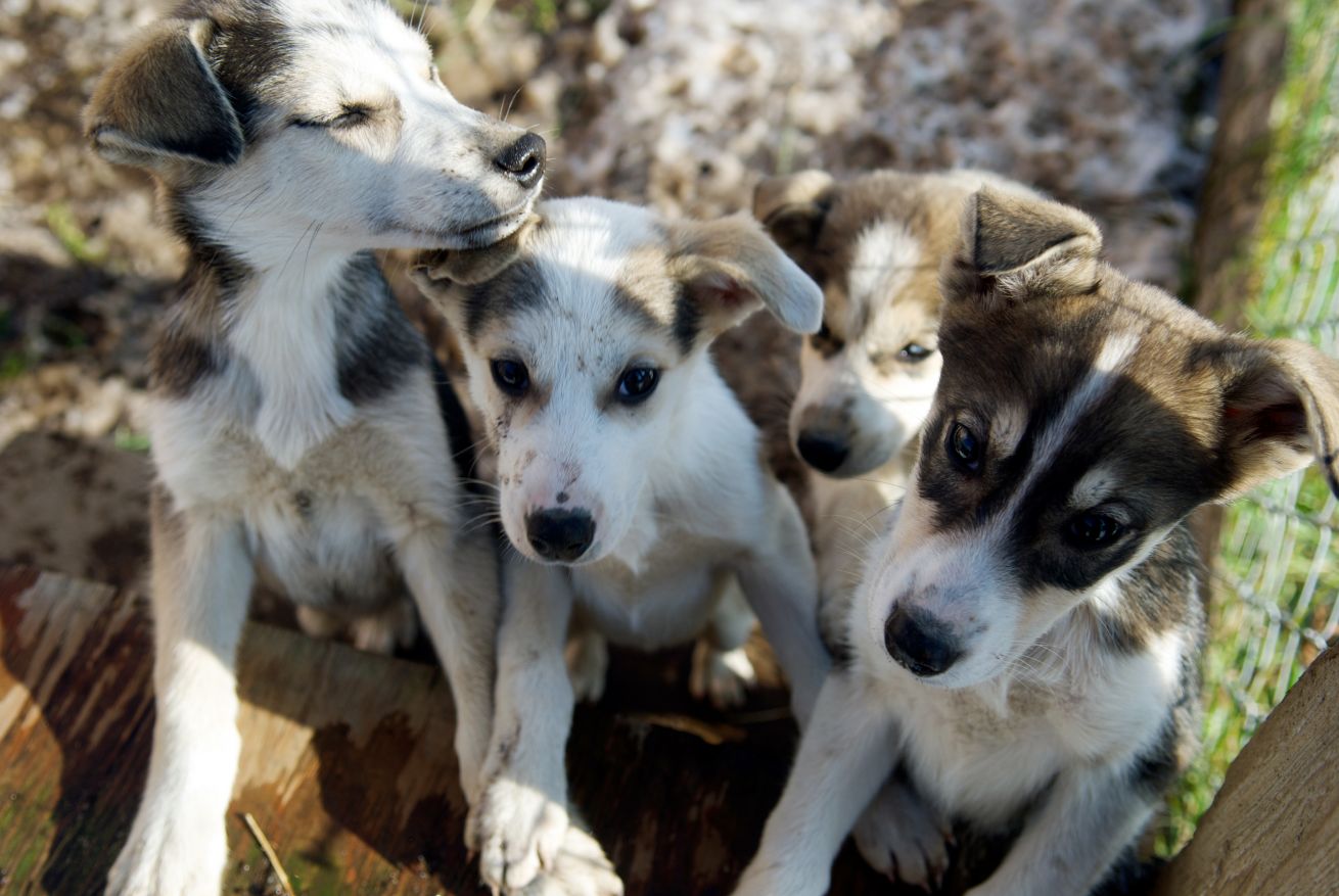 mush husky puppies