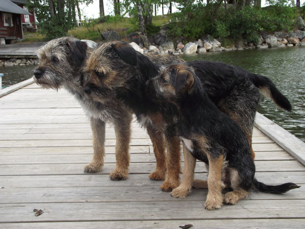 Borderterrier TomTom