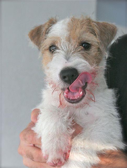 parson russell terrier mush barf