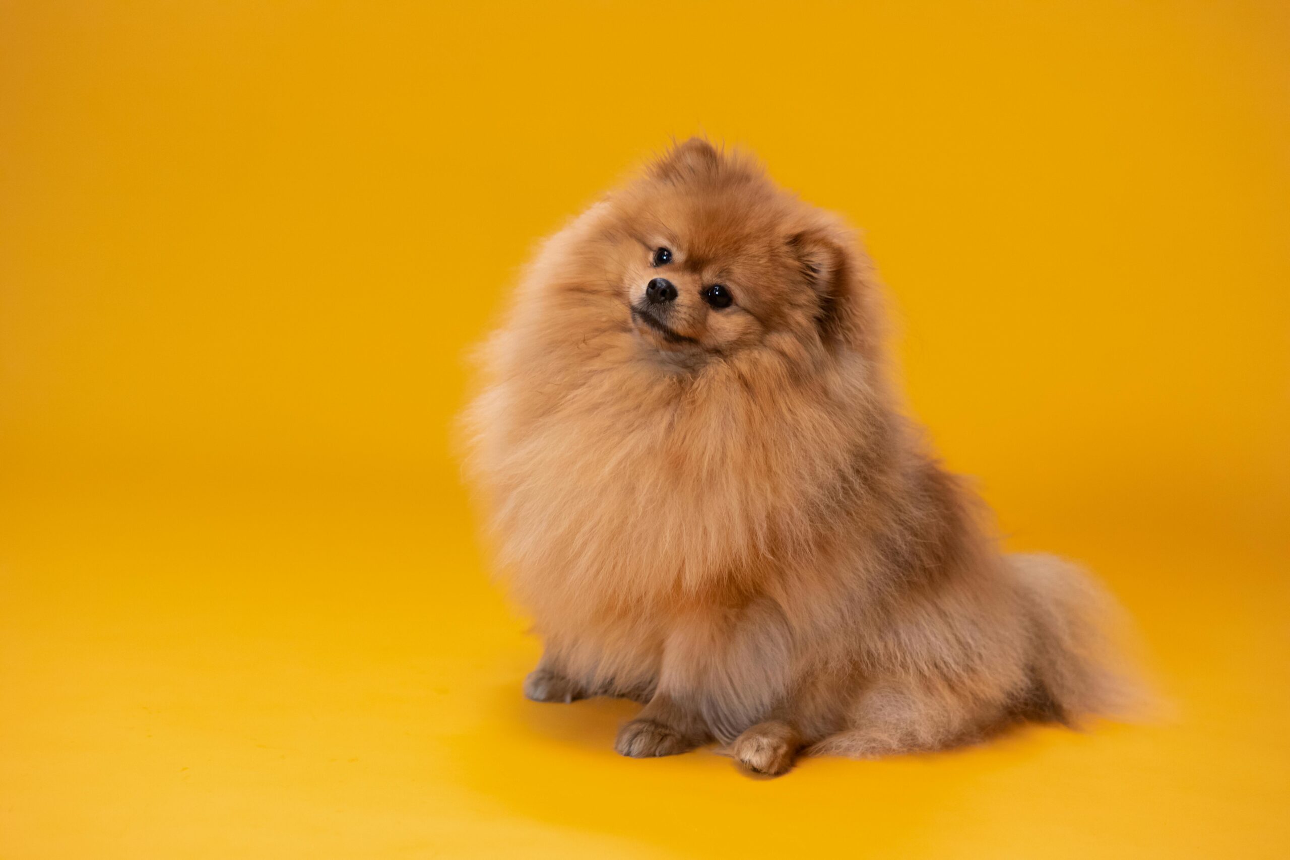 pomeranian