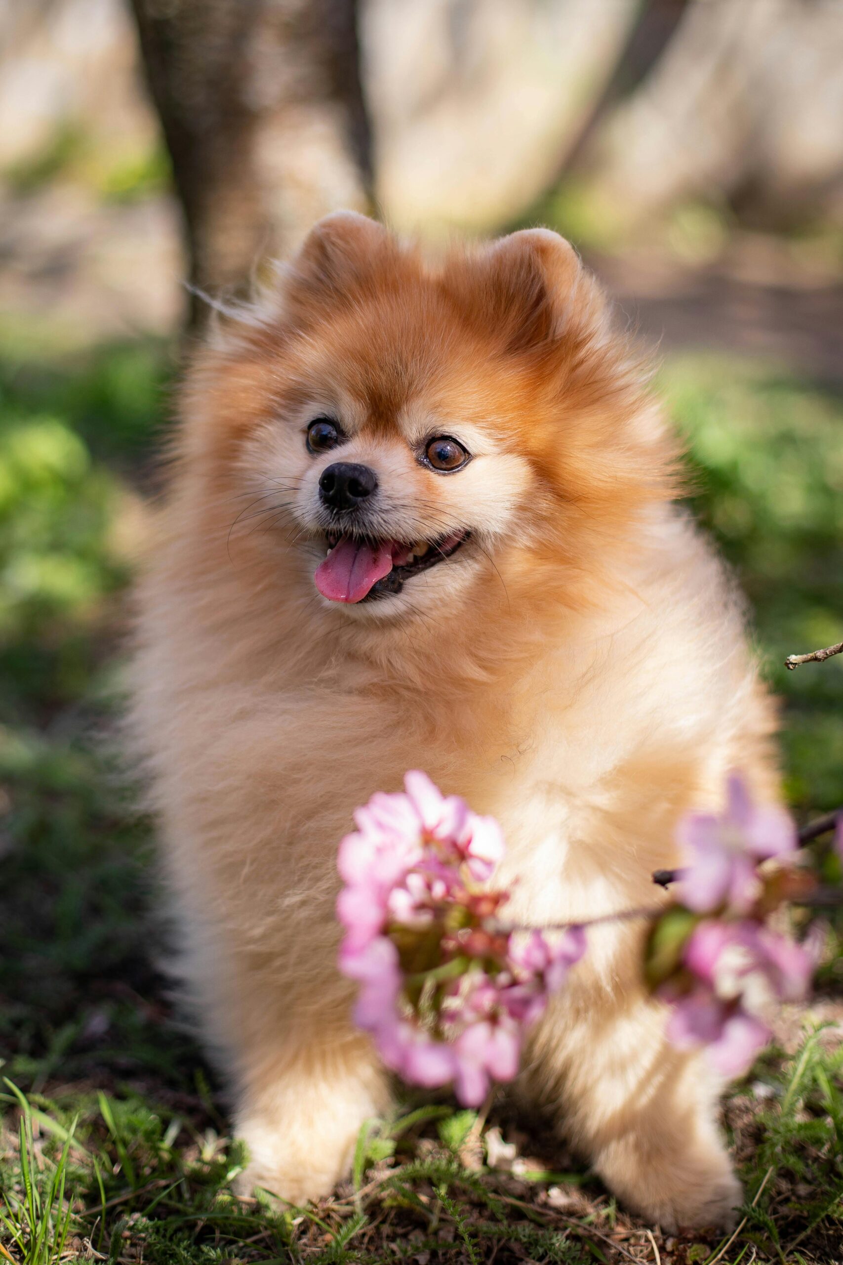 Pomeranian kuuluu saksanpystykorvaperheeseen