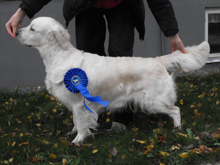 Golden retriever lisbeth borglin