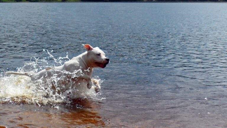 American staffordshire terrier Zacki