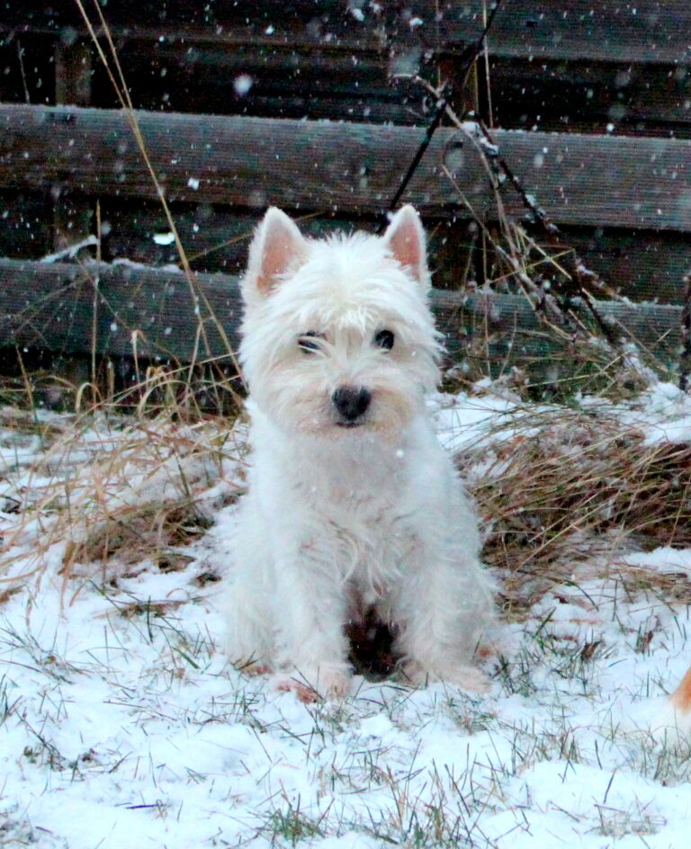 West Highland White Terrier Emelie