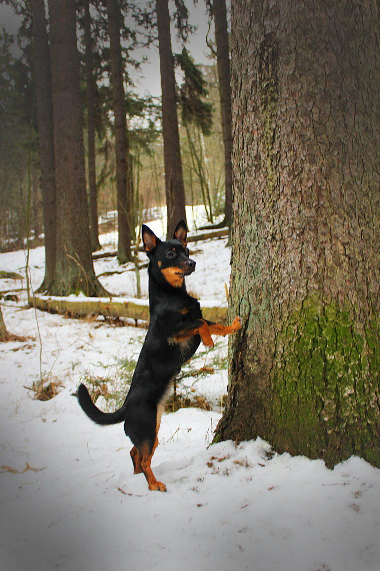 Lancashire heeler Olivia