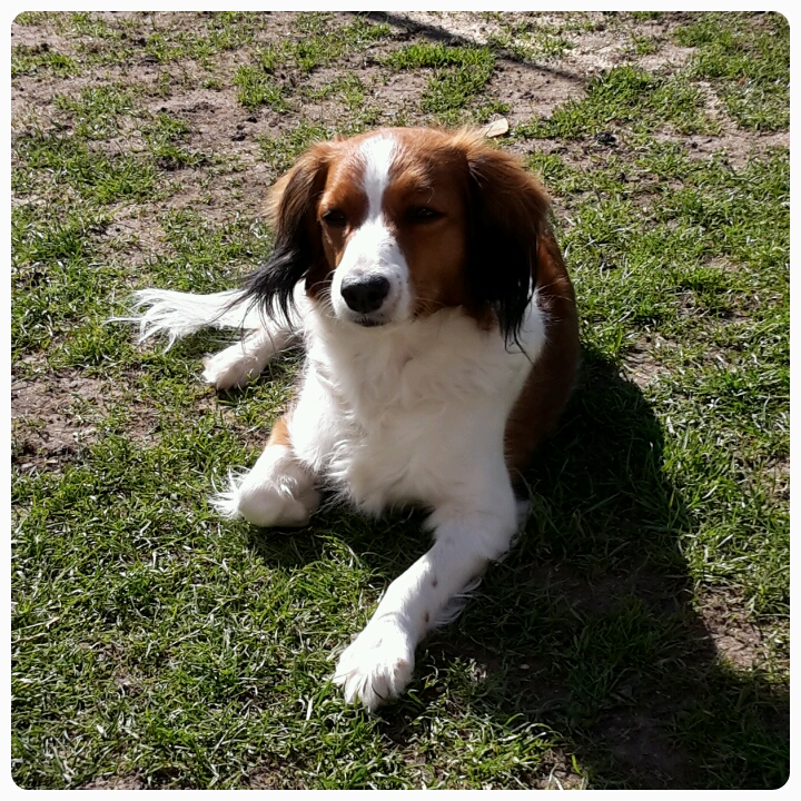 Nederlandse kooikerhondje Sofie