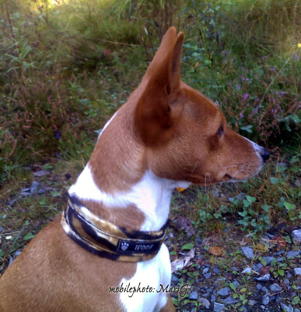 Basenji Mari