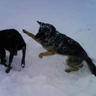 Tysk schäferhund Elizabeth