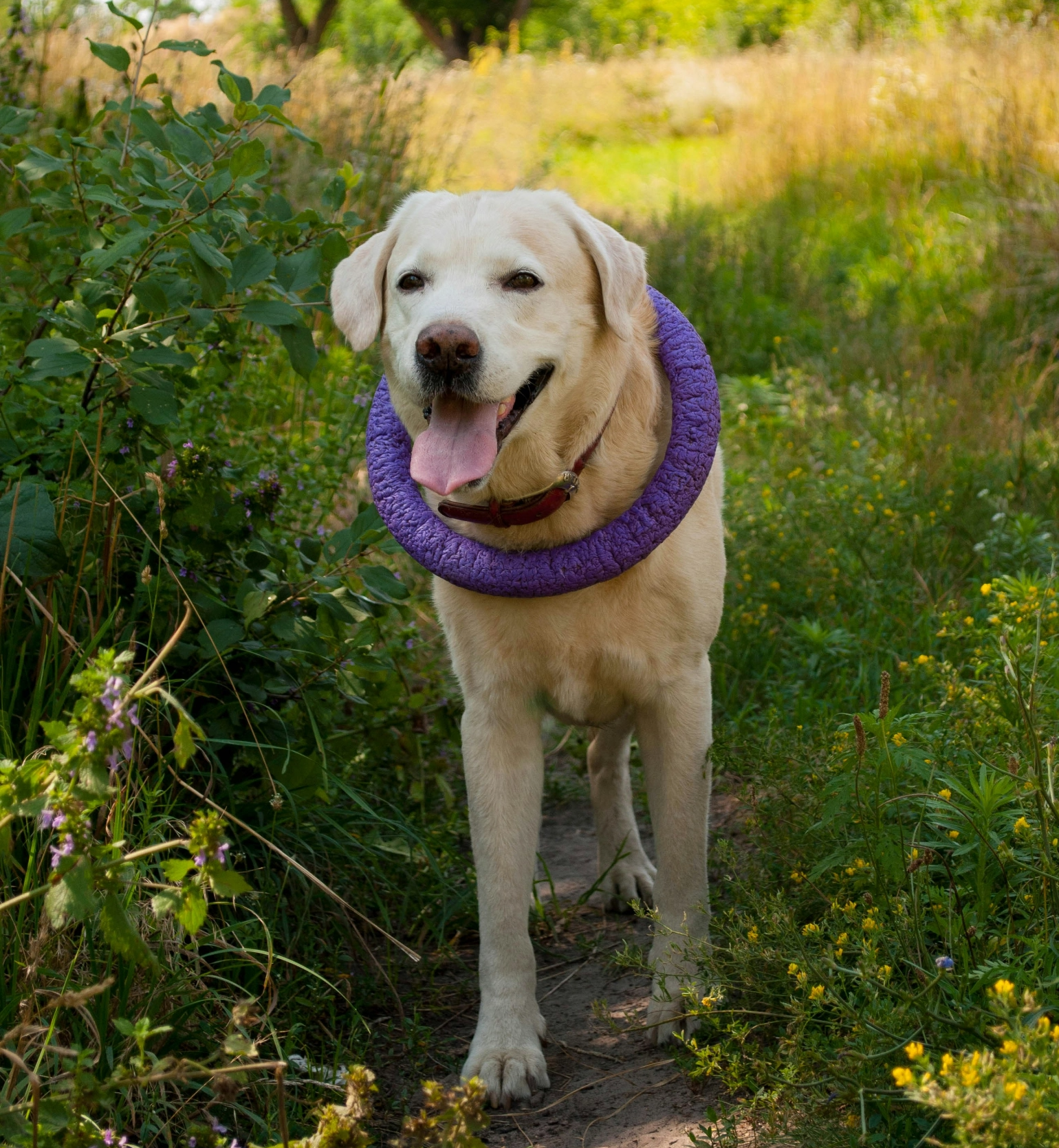 labradorinnoutaja juoksee luonnossa