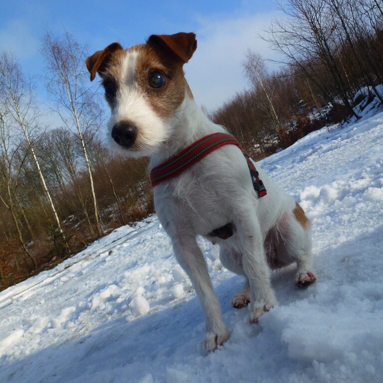 Jack russell terrier Karolina Tågerud