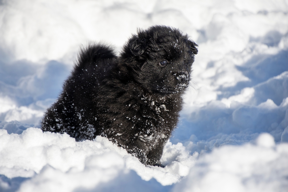 Swedish lapphund 2