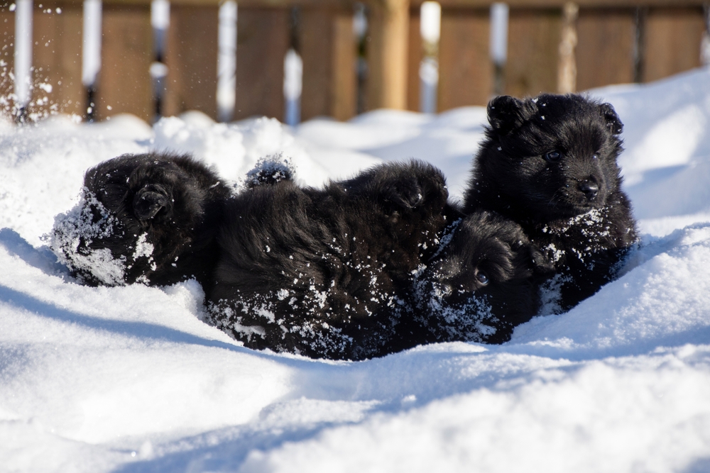 Swedish lapphund 4