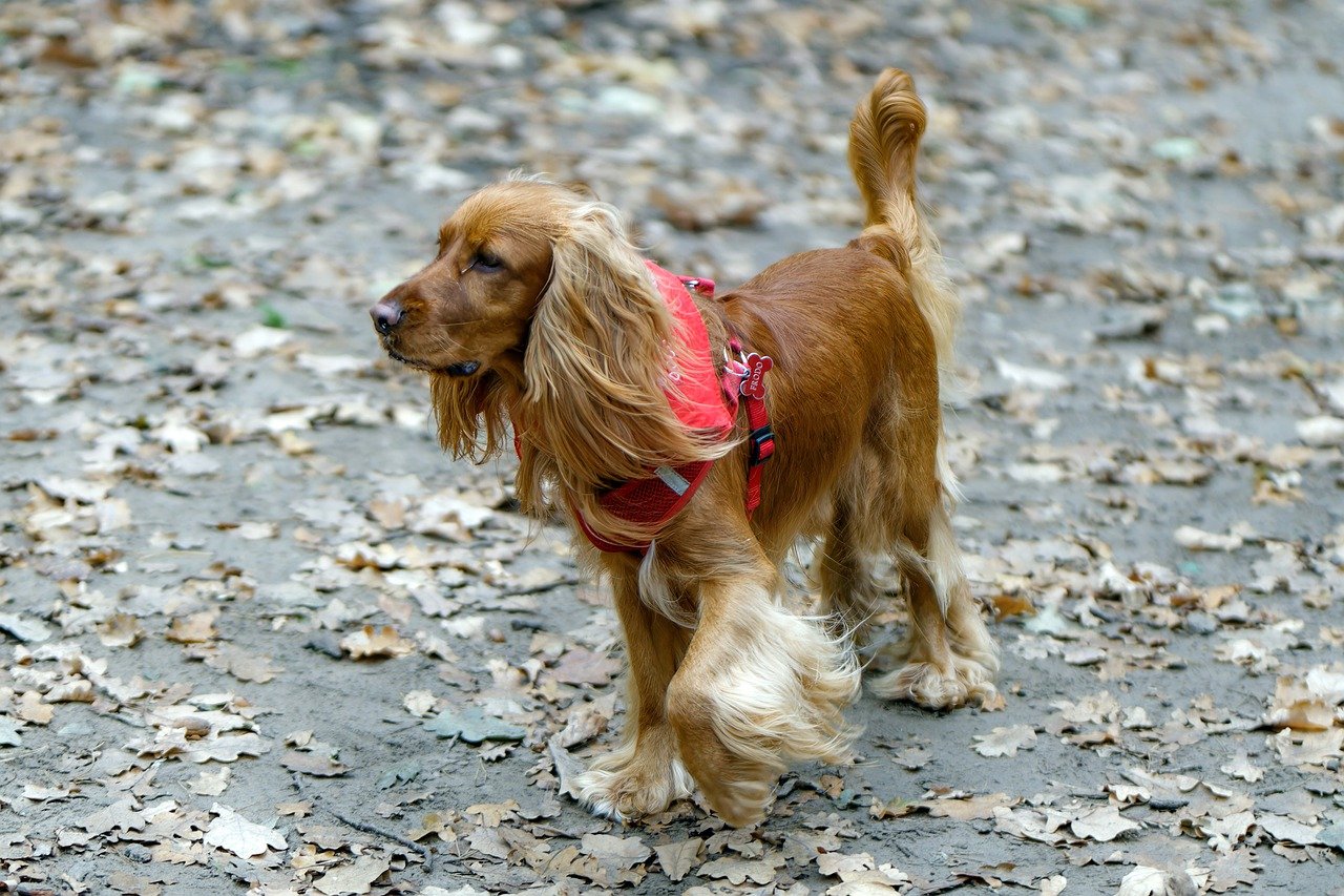 cocker spaniel bild1