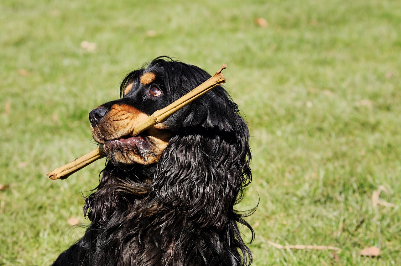 cocker spaniel bild3