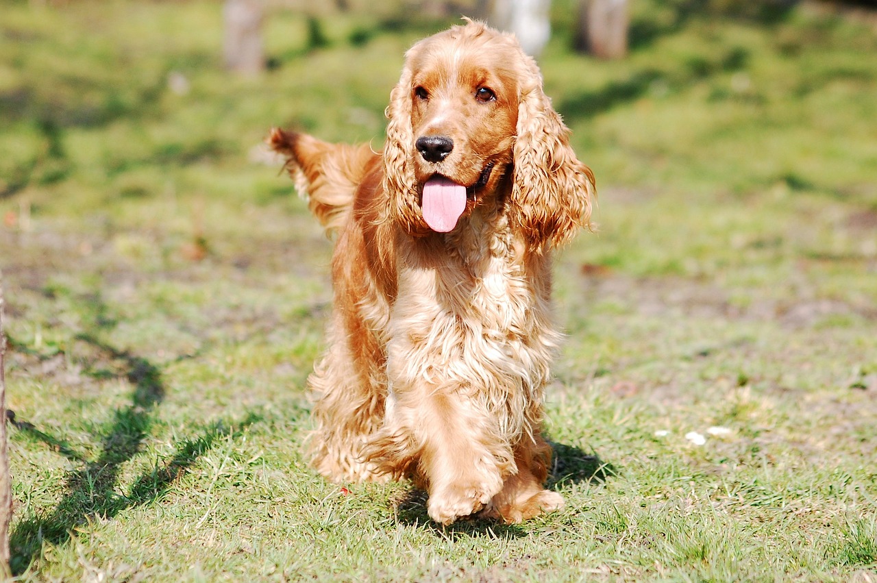 cocker spaniel bild4