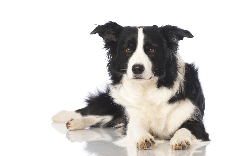 Bordercollie eli Bortsu, koiratietoa MUSH