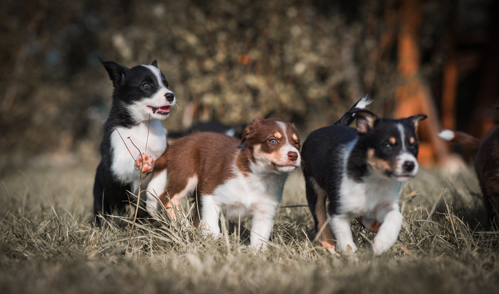 Bordercollie ja muut koirarodut MUSH