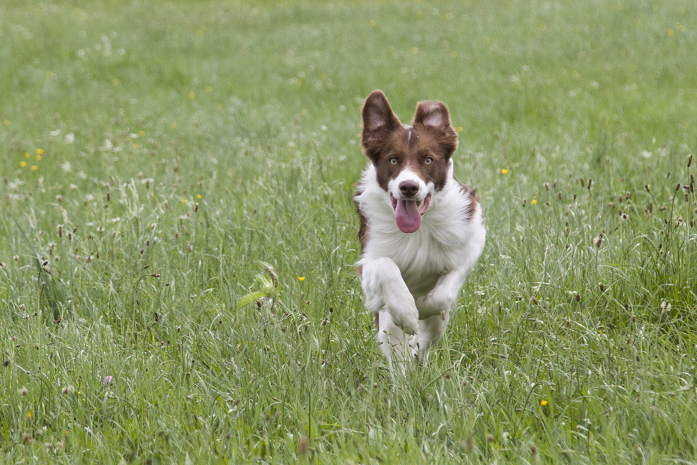 MUSH koirarotu, Bordercollie