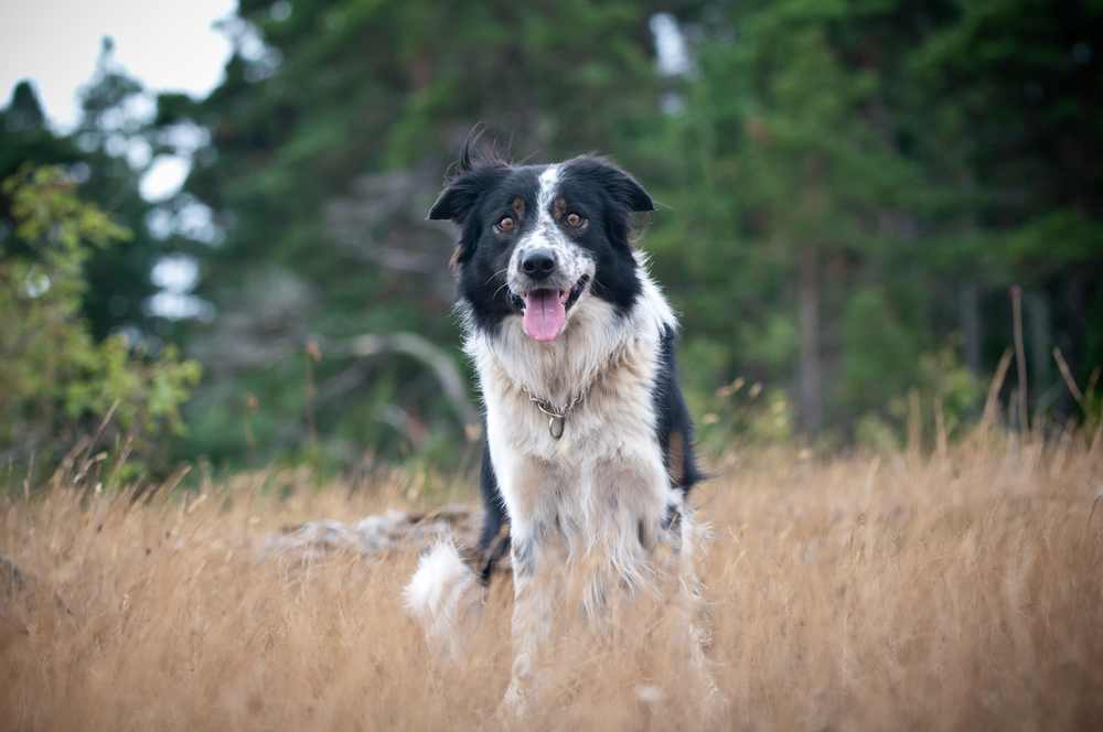 Bordercollie historia ja faktatietoa