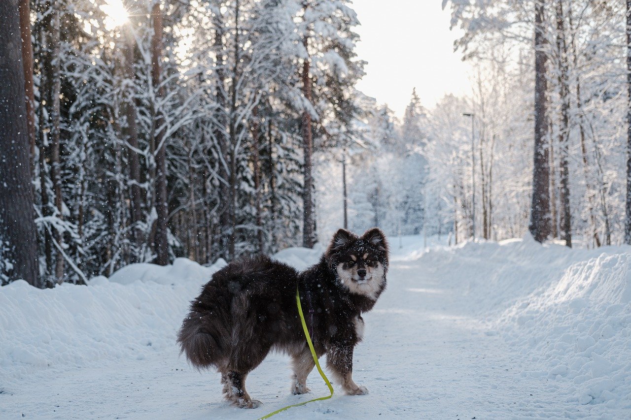 Suomenlapinkoira eli Lappari MUSH koiraopas