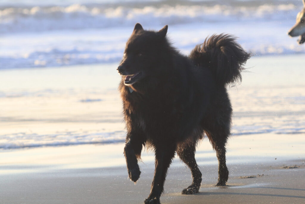 svensk lapphund1 scaled e1729089182655