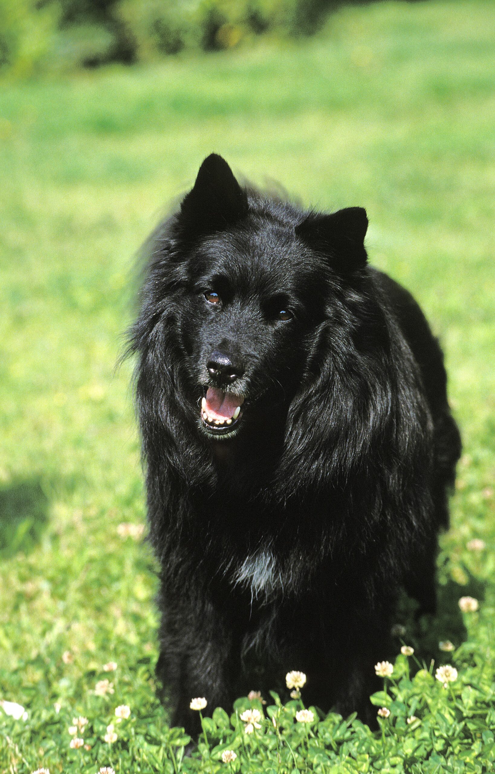 svensk lapphund3 scaled