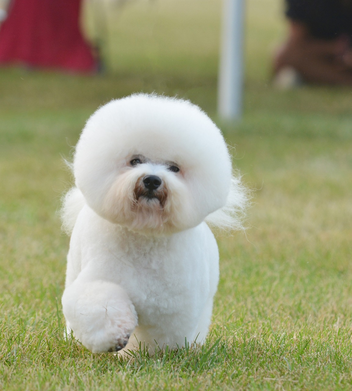 Bichon frise koirarotuopas Mush