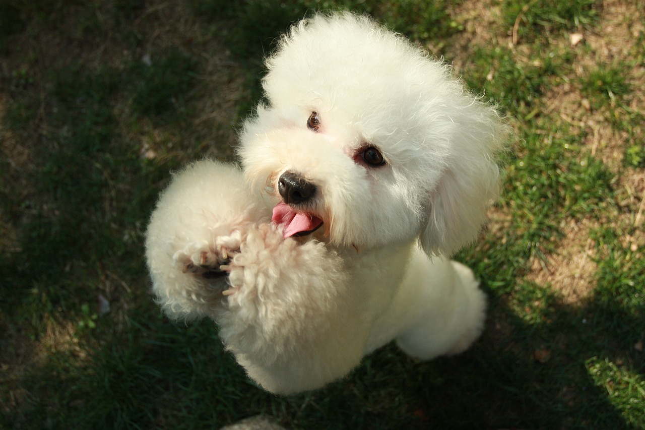 Bichon frise Mush koirarotuopas