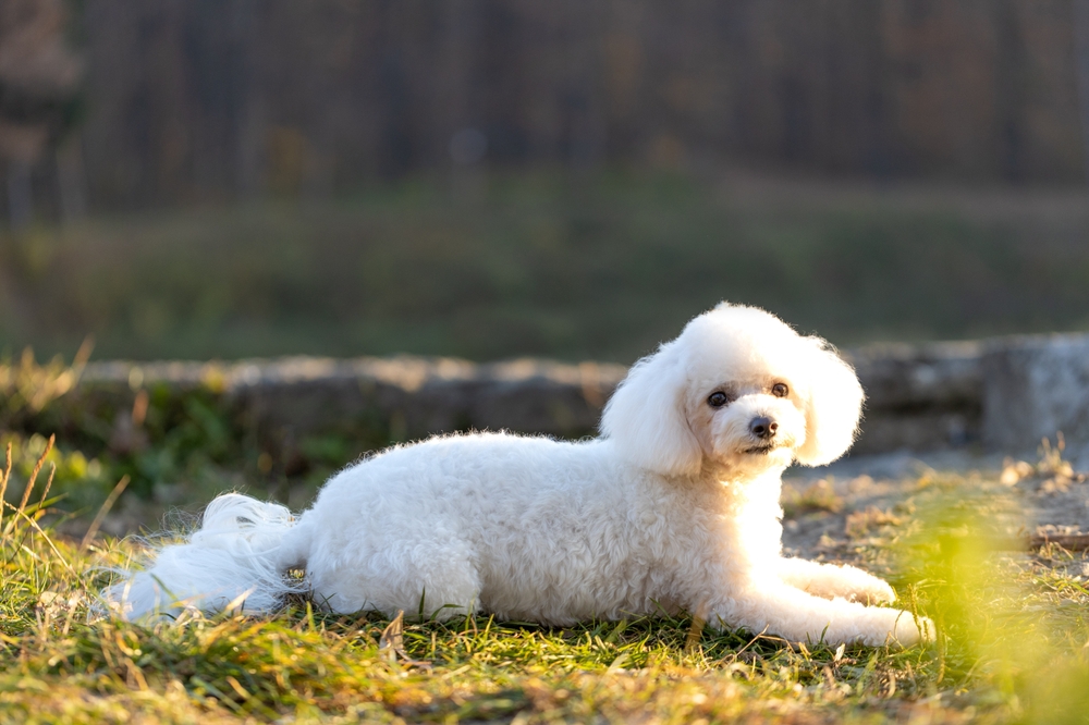 Bichon frise Mush koirarotuopas