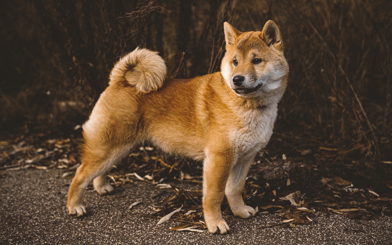 Shiba inu Mush tietopaketti