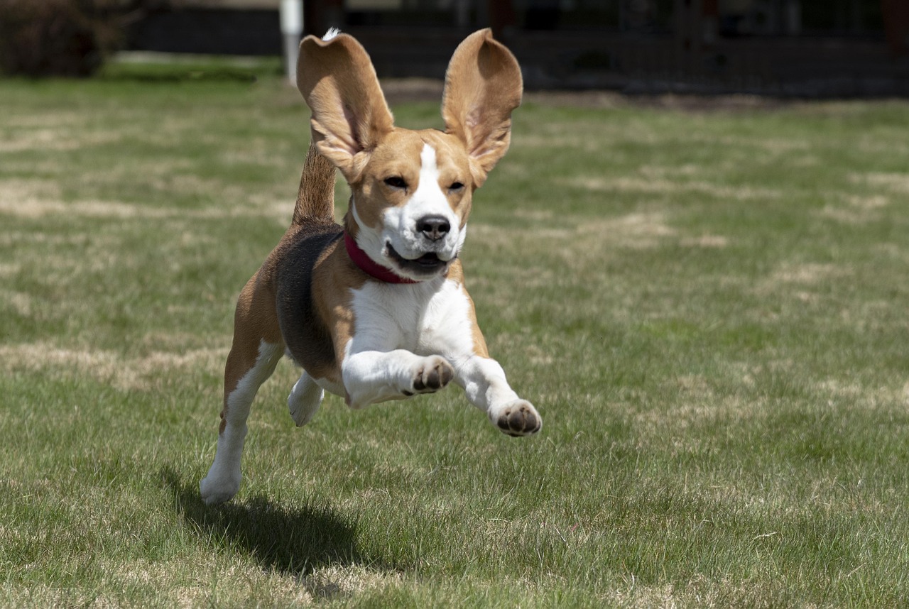 beagle Mush rotuopas