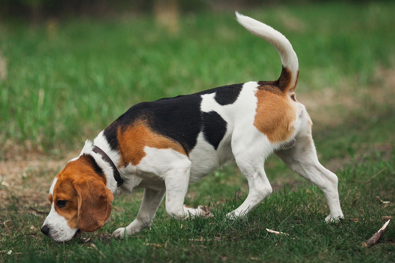 beagle rotuopas MUSH