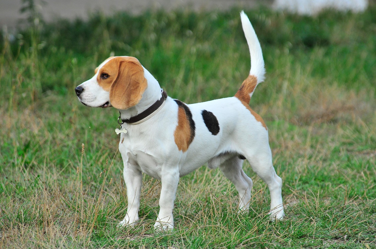 beagle Mush barf rotuopas