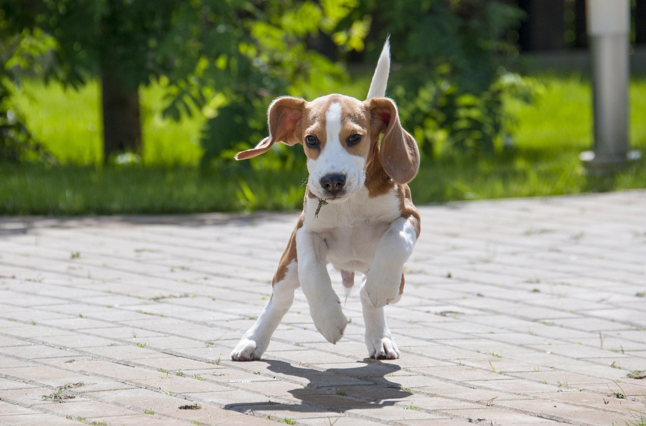 beagle Mush koiraopas