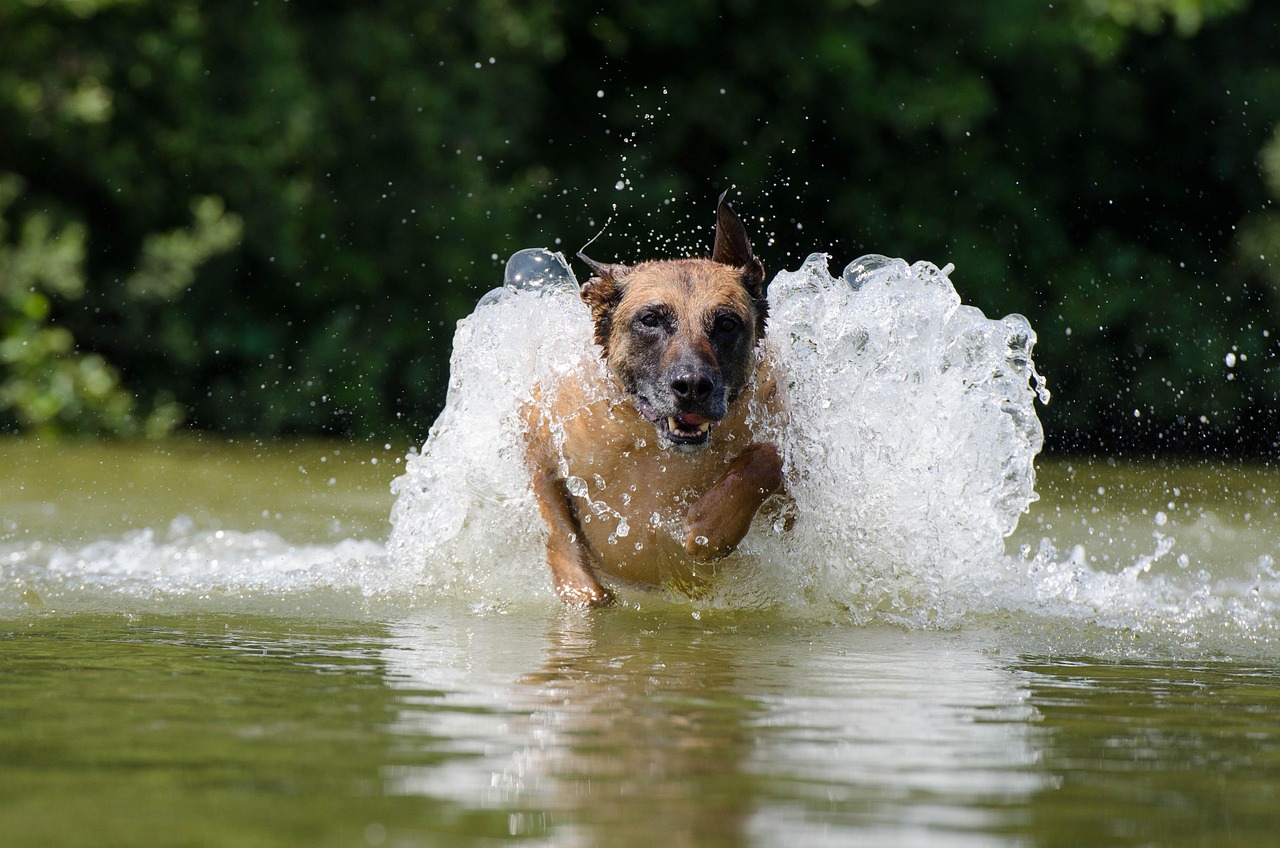 Belgianpaimenkoira malinois Mush Barf