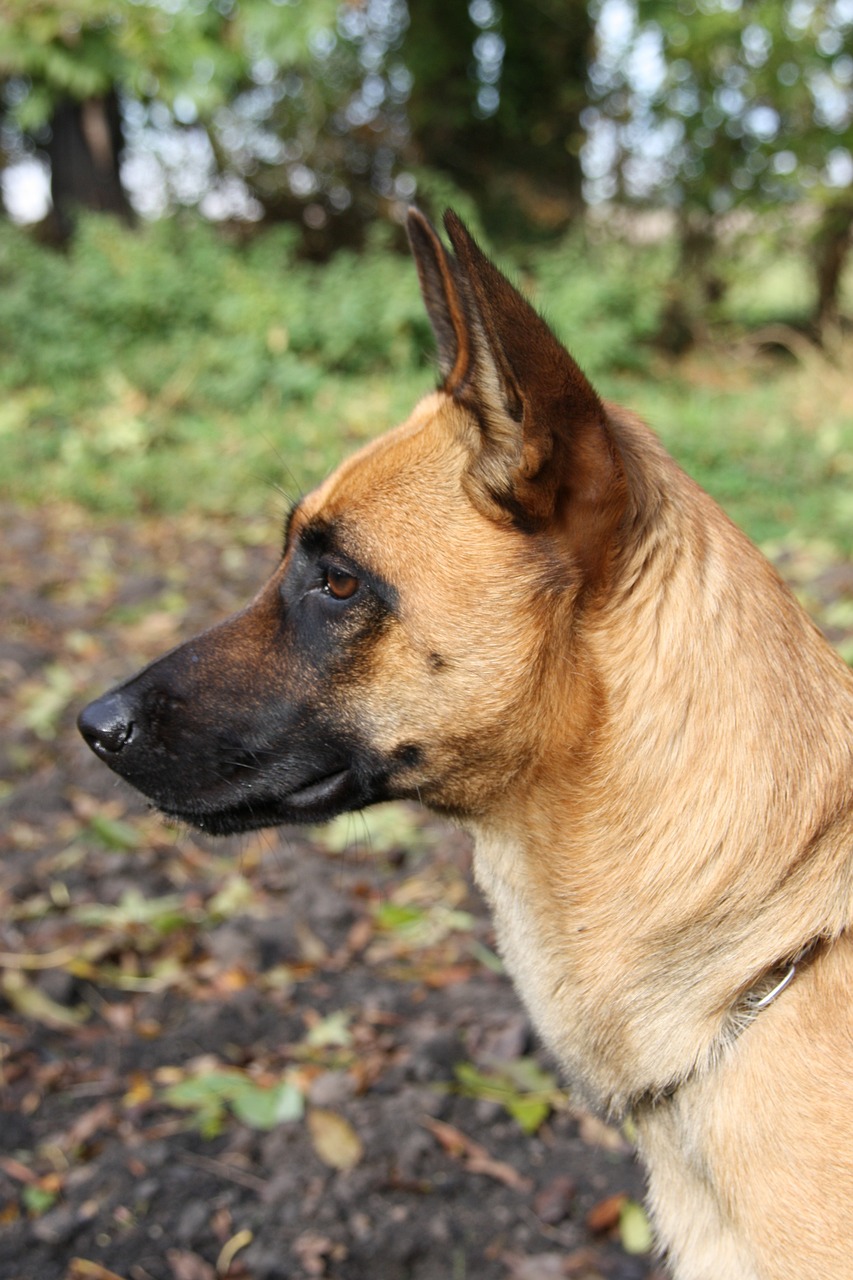 Belgianpaimenkoira malinois Mush Barf rotuopas