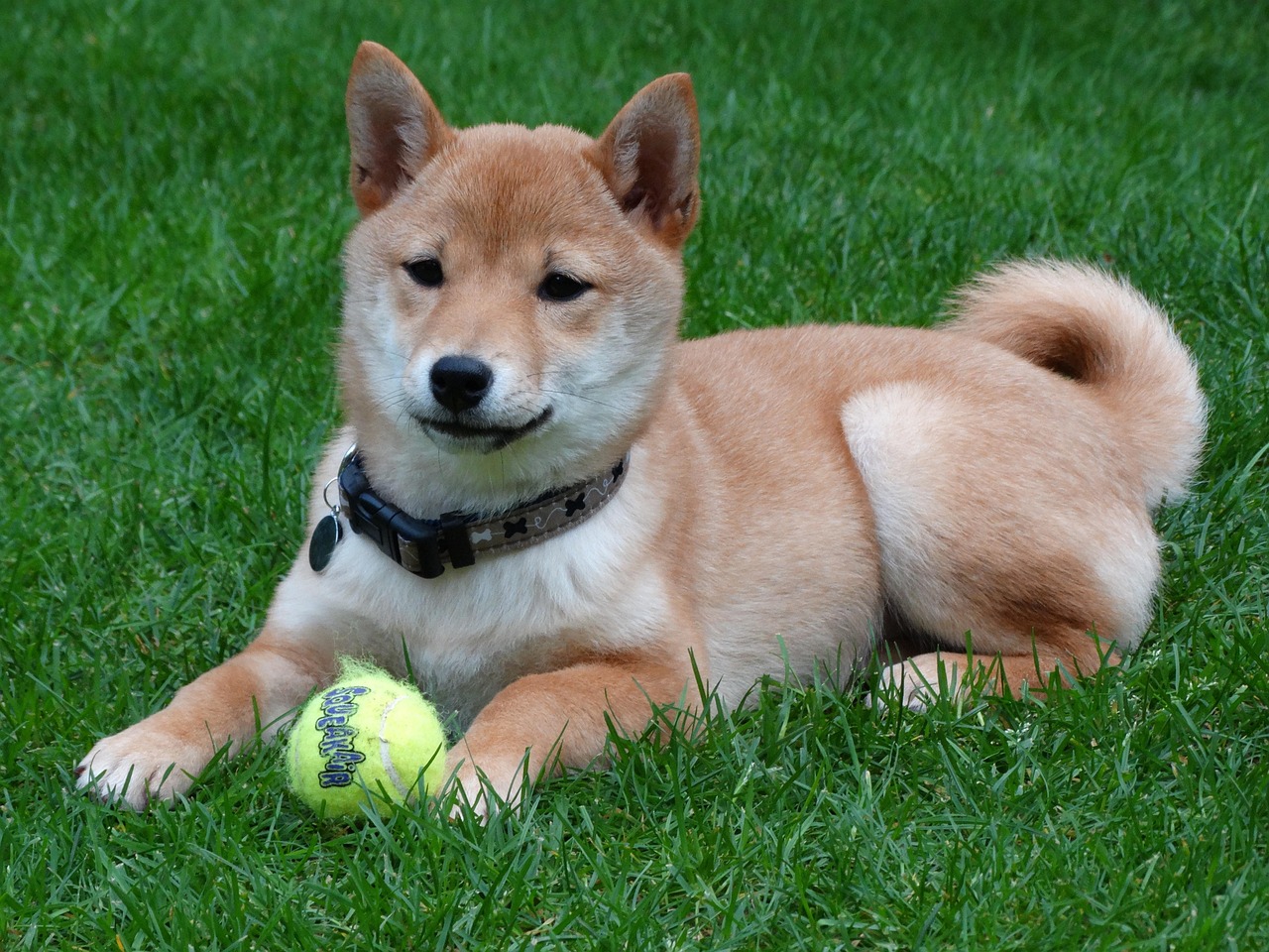 Koirarotu Shiba inu Mush tietopaketti